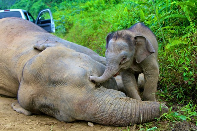 Na ilha de Sumatra, elefantes são envenenados por agricultores para que não comam as lavouras | REUTERS/Sabah Wildlife Department