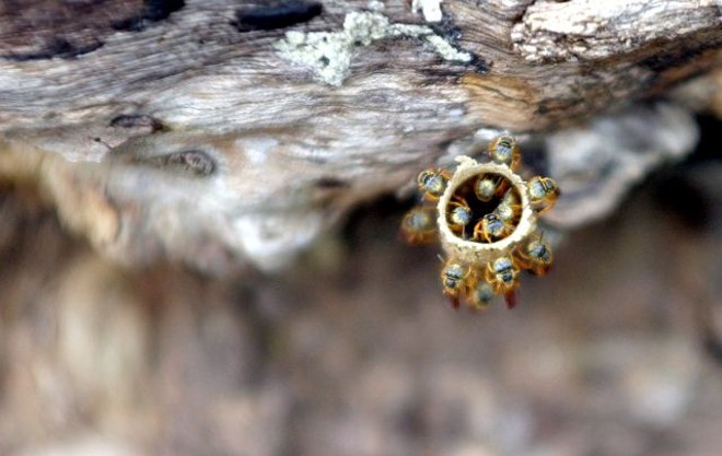 Insetos aproveitam florestas plantadas e Mata Atlântica | 