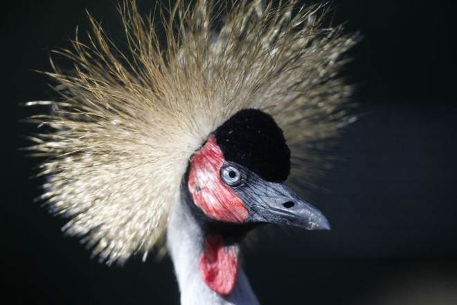 Zoo possui uma grande variedade de aves | 