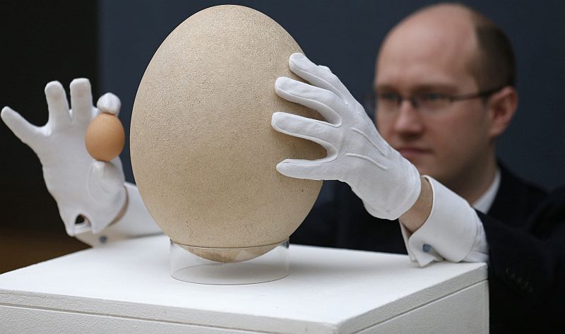 Especialista compara um ovo de galinha com o ovo fossilizado de ave-elefante posto no século 17 | REUTERS/Suzanne Plunkett