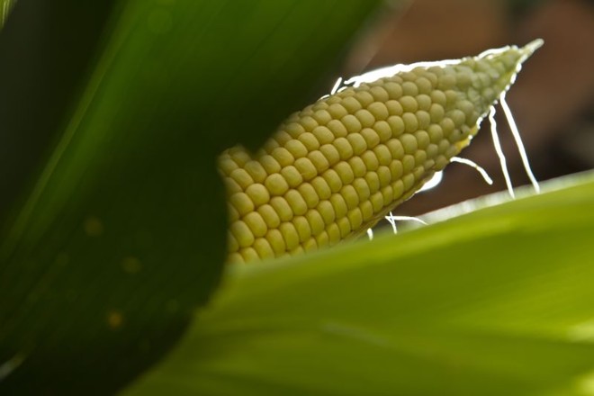 Mais uma vez, produção de inverno tende a superar a do verão | 