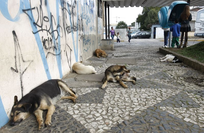O projeto Cães Comunitários, realizado em parceria com a UFPR e a Fundação Araucária irá identificar, castrar, vacinar, monitorar e manter os animais que estão espalhados nos 22 terminais de ônibus de Curitiba | Daniel Castellano / Agência de Notícias Gazeta do Povo