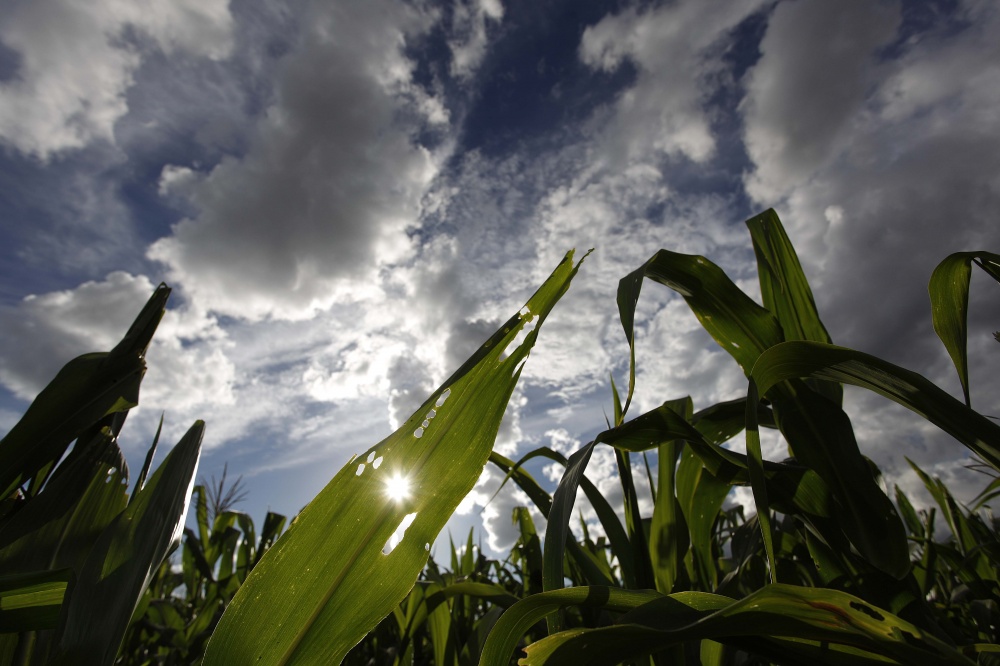 Ataque da lagarta do cartucho é observado em praticamente todas as áreas de Goiás. | Jonathan Campos / Gazeta Do Povo