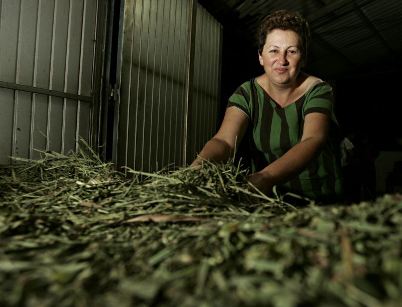Roseli Cordeiro coordena o projeto de ervas medicinais e aromáticas que garante renda para 130 famílias de pequenos agricultores | Josué Teixeira/ Gazeta do Povo