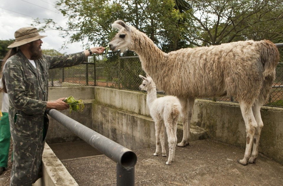 Setenta espécies, entre aves, répteis e mamíferos, se reproduziram no zoo nos últimos dez anos. Entre eles o filhote de lhama Ralph | Marcelo Andrade/ Gazeta do Povo