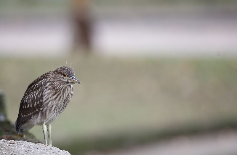 Entre os visitantes mais frequentes estão os socós, aves desajeitadas que têm pernas curtas e andam agachadas | Jonathan Campos/ Gazeta do Povo
