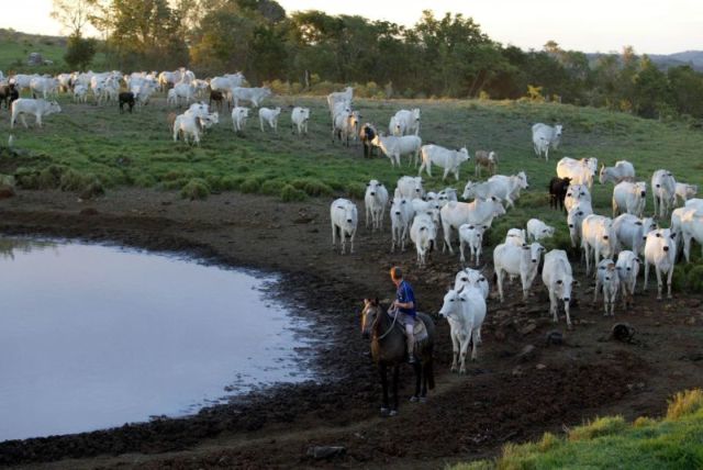 Cria e recria de gado se tornou atividade mais escassa. | Foto: Albari Rosa/gazeta Do Povo