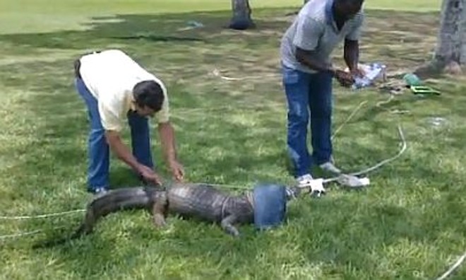 Momento da captura do jacaré no Parque Barigui, em novembro de 2012 |