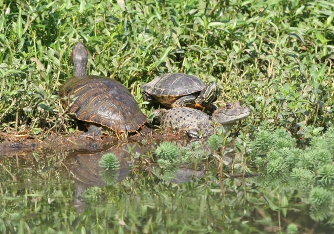 Jacaré foi flagrado ao lado de tartarugas no Parque Barigui antes de sua captura em 2012 |