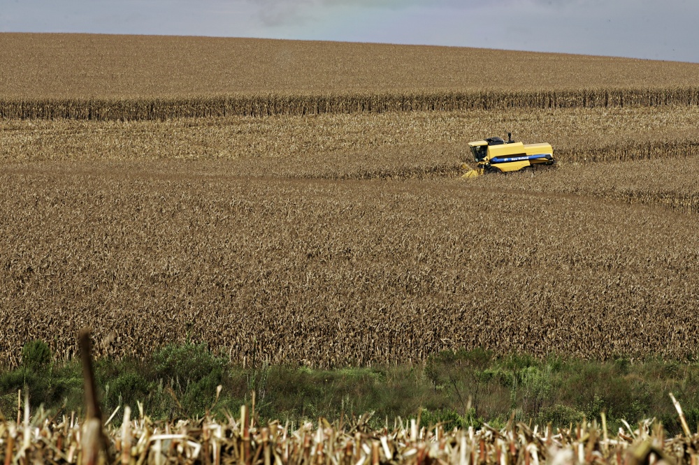 Brasil deve colher mais de 73 milhões de toneladas de milho, somando safras de inverno e verão, neste ano. Estimativa é da Expedição Safra Gazeta do Povo |