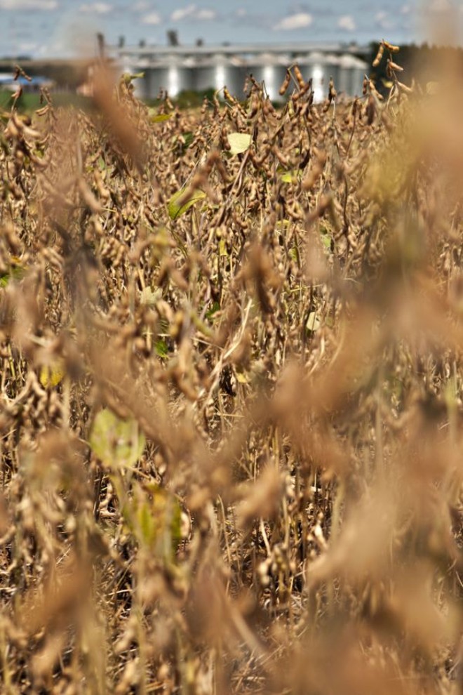 Produtores querem que armazéns sejam incluídos nos itens financiáveis pelo Programa de Sustentação do Investimento (PSI) |