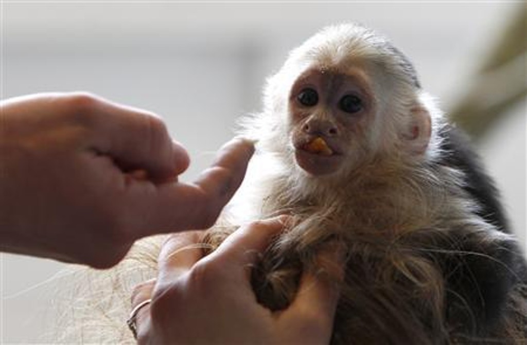Mally, o macaco de estimação do cantor Justin Bieber, é visto em um lar de animais, em Munique
