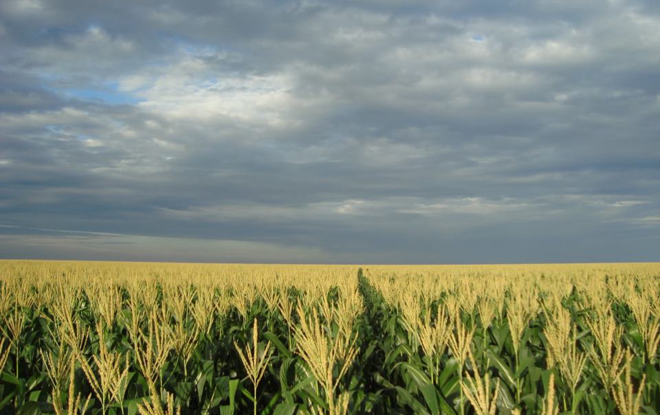 | Jonathan Campos/gazeta Do Povo