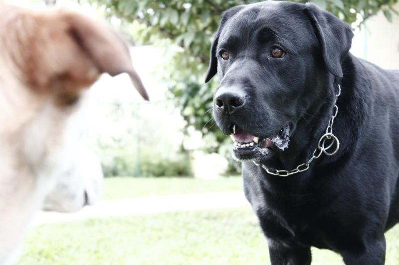 O labrador preto Brixton domina a rotina da família e representa R$ 150 em gastos mensais ao professor Jackson Sardá | Arquivo pessoal