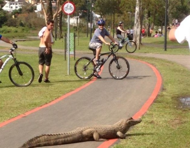 Foto tirada por uma advogada e compartilhada no Facebook mostra o jacaré em 2012 |