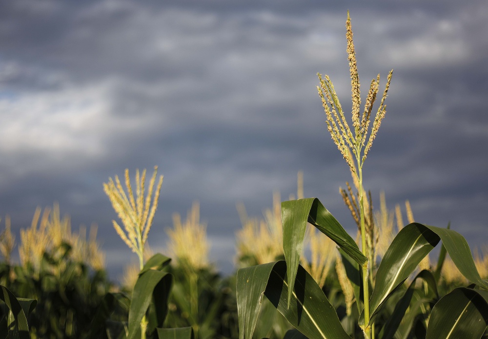 Com bons níveis de reserva hídricas no solo, plantas crescem com alto potencial produtivo no Oeste de Mato Grosso | Jonathan Campos / Gazeta Do Povo