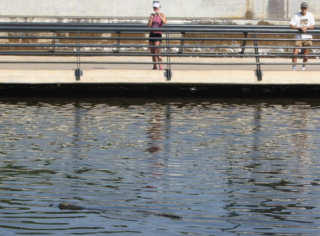 Bicho passa próximo à nova passarela de ligação entre as duas partes do parque, no Mossunguê, antes de ser retirado do Barigui em 2012 |