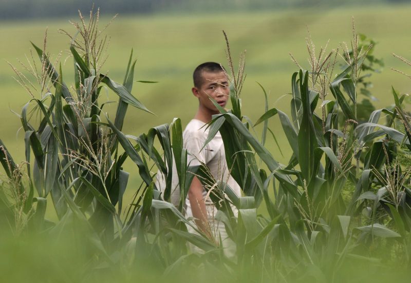 Norte-coreano é visto perto de campos de milho em Sinuijiu | Jacky Chen/Reuters