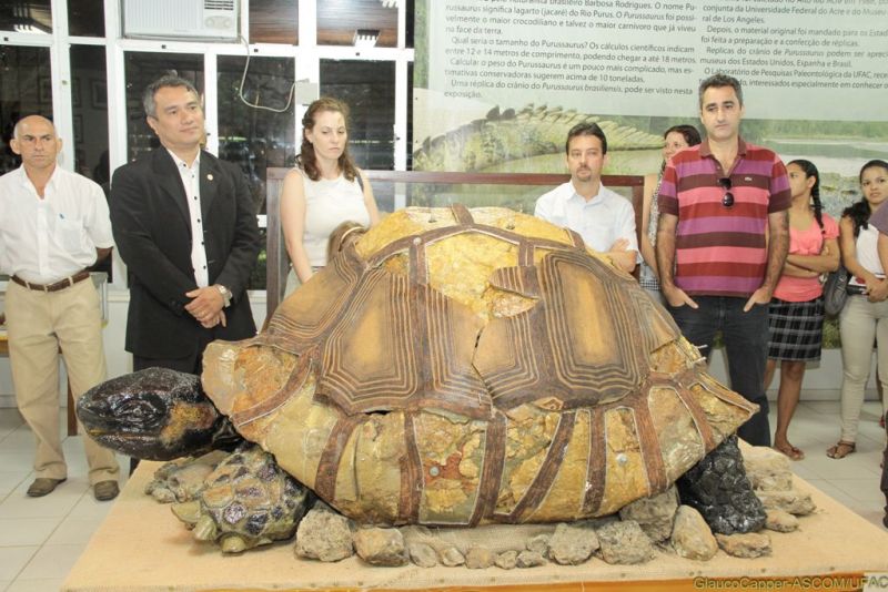 A animal mede aproximadamente 1,65 metro de comprimento, 90 centímetros de largura de carapaça e um metro de altura | Universidade Federal do Acre / Divulgação