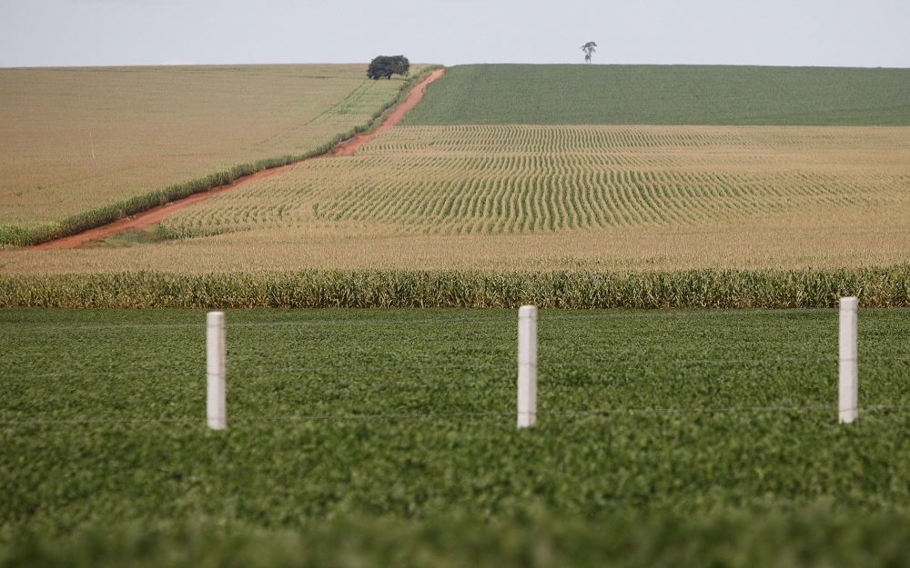 Na região Mineiros (GO), áreas com milho em florescimento dividem espaço com lavouras que fase inicial de crescimento. | Jonathan Campos / Gazeta Do Povo