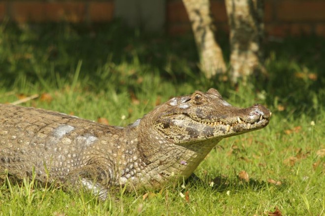 Foto atual do animal que irá ser levado ao Pantanal. O bicho sofreu pequenos cortes durante a captura em 2012 |