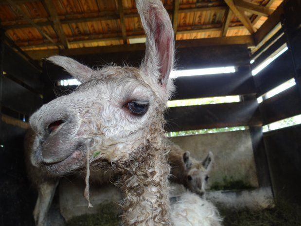 | Alexander Welker Biondo /Divulgação
