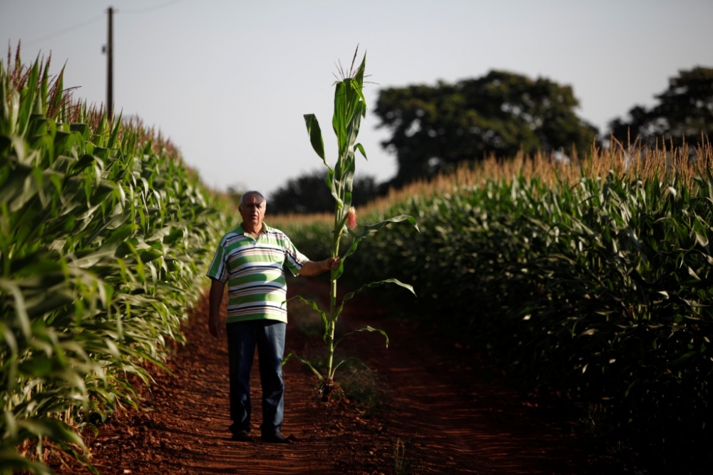 Dirceu Tezolin tem 35 alqueires à espera de chuva em Maringá. Lavoura se desenvolveu bem, mas sofre com um mês de estiagem. | Jonathan Campos / Gazeta Do Povo