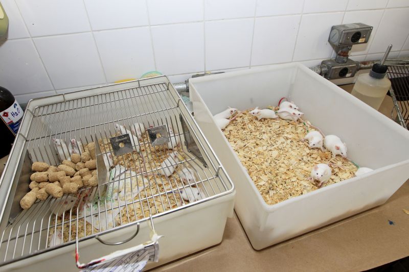 Biólogos põem em dúvida a saúde dos animais de laboratório da Federal. Estudante teve de pegar ratos de outra instituição | Antônio More/ Gazeta do Povo