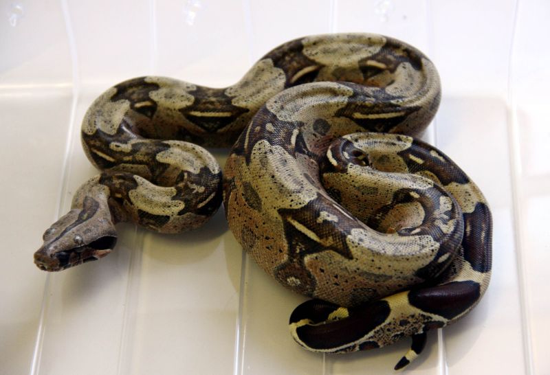 A cobra pesa cerca de quatro kilos e mede 1,70 metros | Divulgação/Policia Ambiental PR