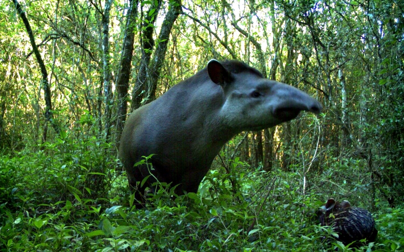 Anta com filhote indica a falta de predadores | Divulgação