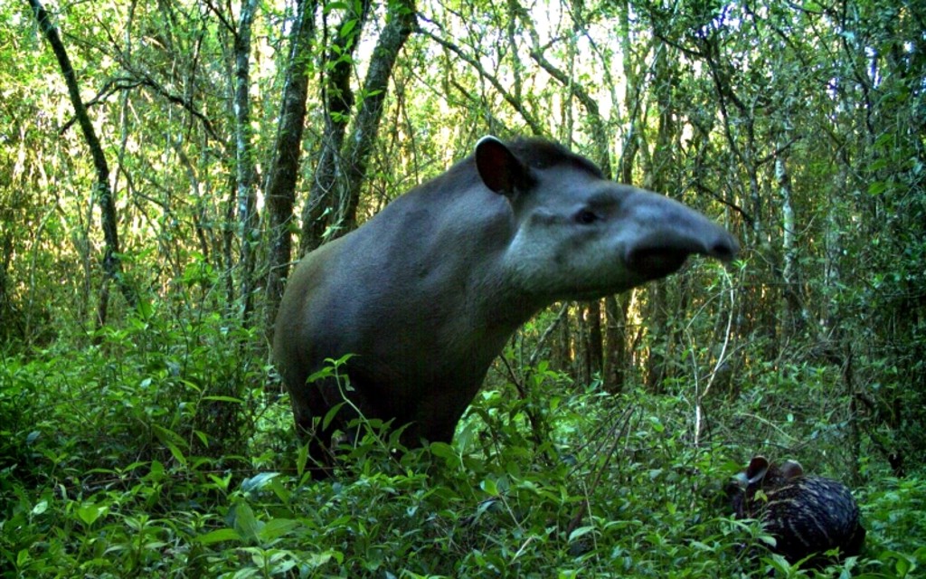 Parque tem fauna rica, mas pouco conhecida