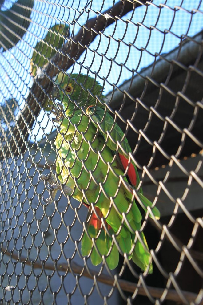 As aves, como o papagaio da foto, são os animais em maior número no Cetas | 