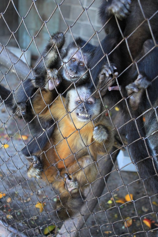 Macacos-prego foram abandonados ou resgatados de traficantes | 