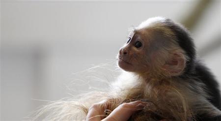 Mally, o macaco de estimação do cantor canadense Justin Bieber, em um abrigo para animais em Munique, 2 de abril de 2013 | REUTERS/Michaela Rehle
