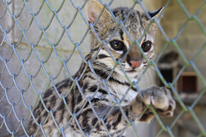 Gato do mato abrigado no Cetas, em Tijucas do Sul | 