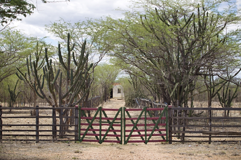 Abandono do Semiárido começou há dois séculos, na época do Império. Nordestinos fugiam para o Sudeste ou eram levados para desbravar outras regiões do país | Alexandre Mazzo
