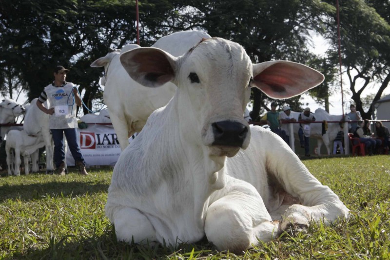 Venda de animais foi um dos destaques da feira. | Divulgaa§a£o / Sociedade Rural De Maringa¡