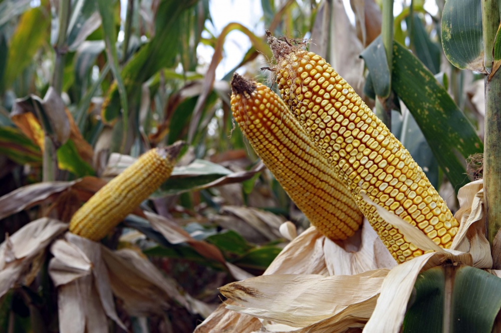 | Christian Rizzi/gazeta Do Povo