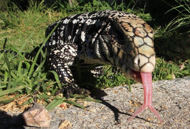 Um lagarto está entre os animais atendidos no centro de triagem | 