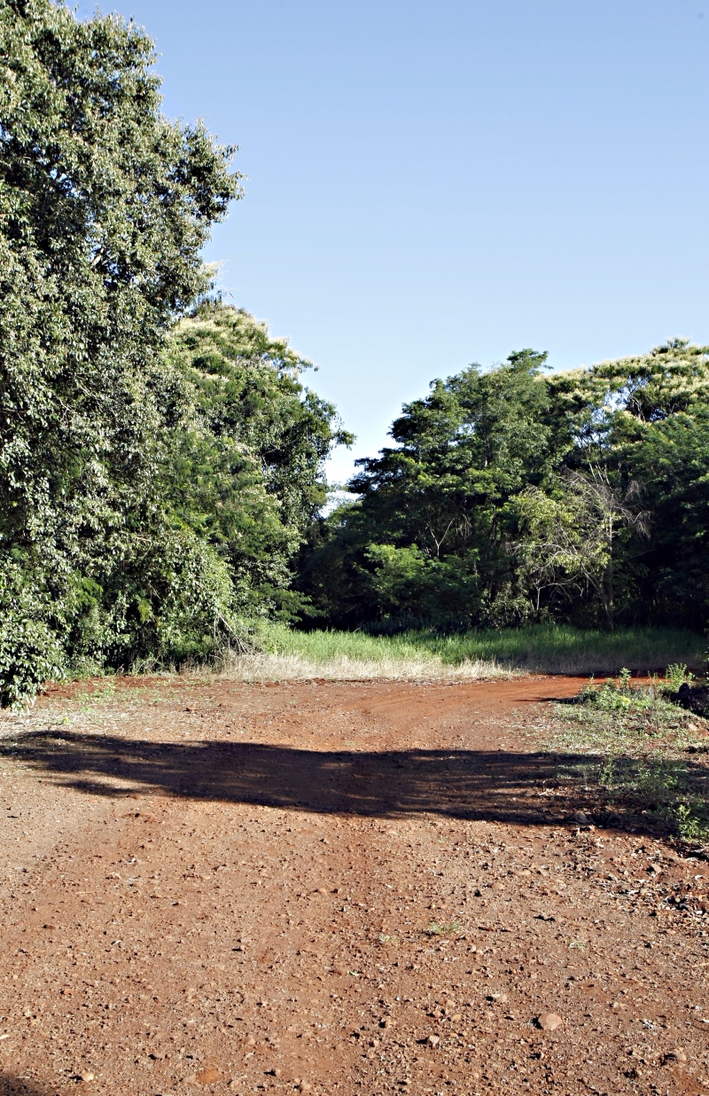 Marcas da existência da estrada resistem apenas nas bordas do parque. Via, que nunca foi oficial, foi fechada em 2001 | Christian Rizzi/Gazeta do Povo
