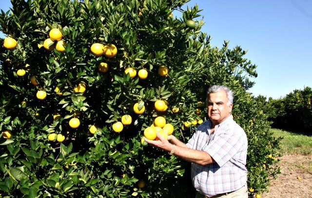 Maior fazenda de laranja no estado, a Urupês fica em Cruzeiro do Oeste e tem 400 mil pés em produção, O prefeito Valter Pereira da Rocha, parceiro no negócio, informou que os proprietários vão investir numa unidade de beneficiamento neste ano e numa unidade de esmagamento até 2014 | Osmar Nunes/Gazeta do Povo