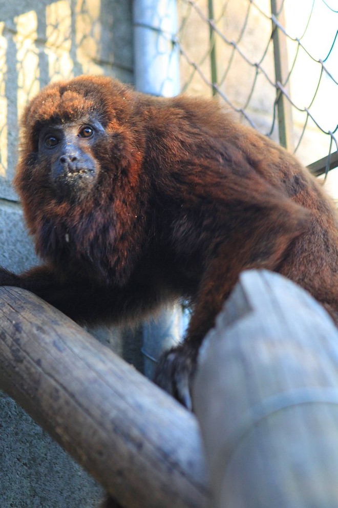 Bugio resgatado em uma casa de Curitiba ganhou nome: Augusto | 