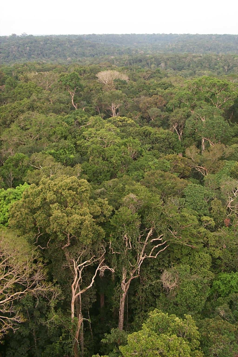 Amazônia é ocupada por pesquisadores estrangeiros | Divulgação