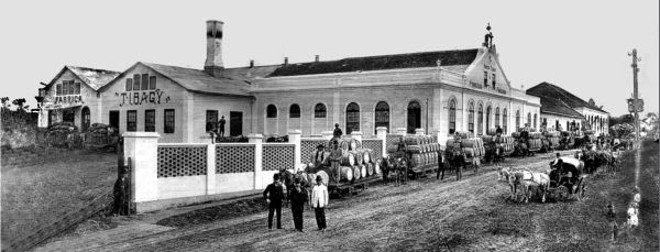 Engenho Tibagi em foto de 1910, agora já pertencente à família Fontana. Na ocasião, um carregamento de mate para exportação feito em bondes de mulas | 