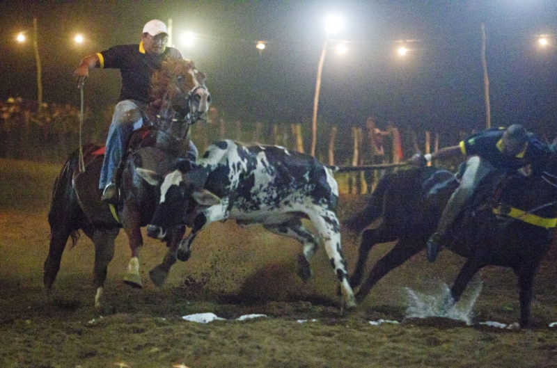 Raia foi reduzida de 10 para 7 metros, mas o gado que resta está muito magro para a competição | Alexandre Mazzo