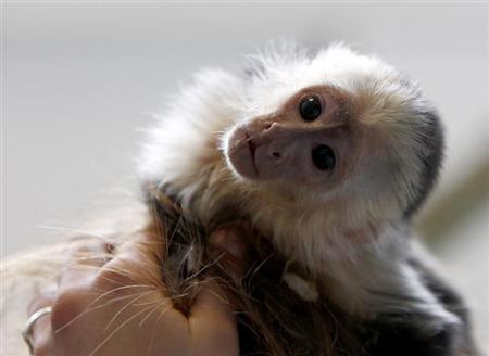 Mally, macaco de estimação do cantor canadense Justin Bieber fotografado em lar de animais, em Munique | REUTERS/Michaela Rehle