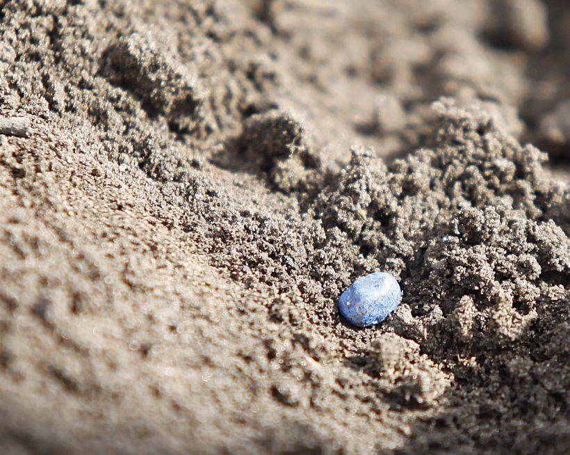 Diferentemente da soja, sementes de milho de verão já começaram a ser largadas nos solos. | Foto: Jonathan Campos/gazeta Do Povo