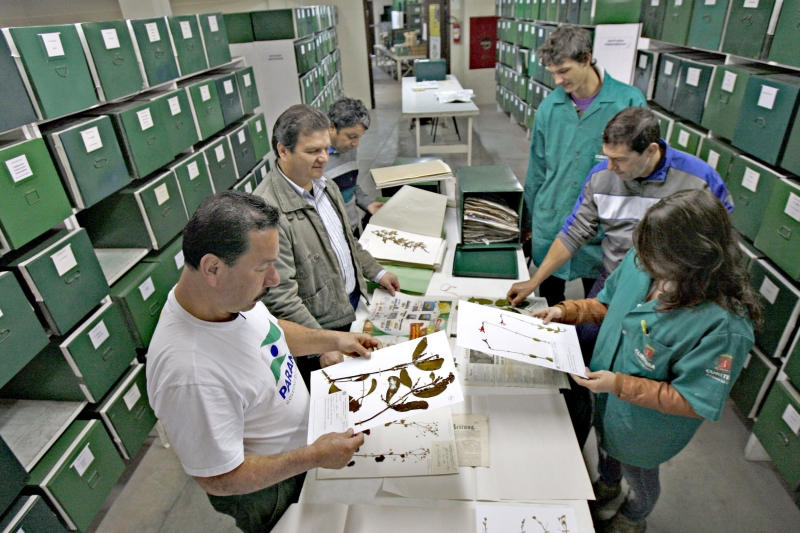 Especialistas trabalham no processo de classificação das espécies que integram o acervo do Museu Botânico Municipal | Jonathan Campos/Gazeta do Povo