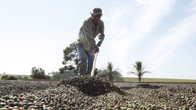 Mão de obra corresponde a mais da metade dos custos em áreas não mecanizadas | Jonathan Campos/gazeta Do Povo