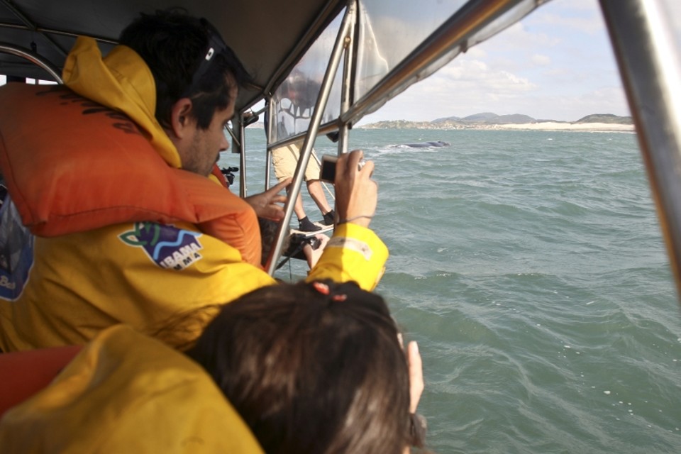 Observação de baleias no litoral catarinense é suspensa por liminar A passagem das baleias movimenta o turismo local | Priscila Forone/Arquivo/ Gazeta do Povo